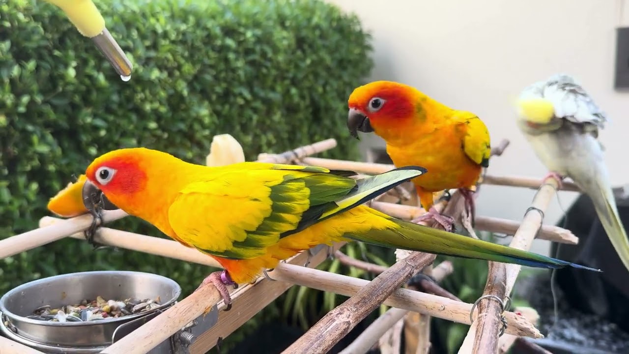 กินข้าวนอกบ้าน #ซันคอนัวร์ #birds #นกซันคอนัวร์ #ค๊อกคาเทล #คนรักนกแก้ว 