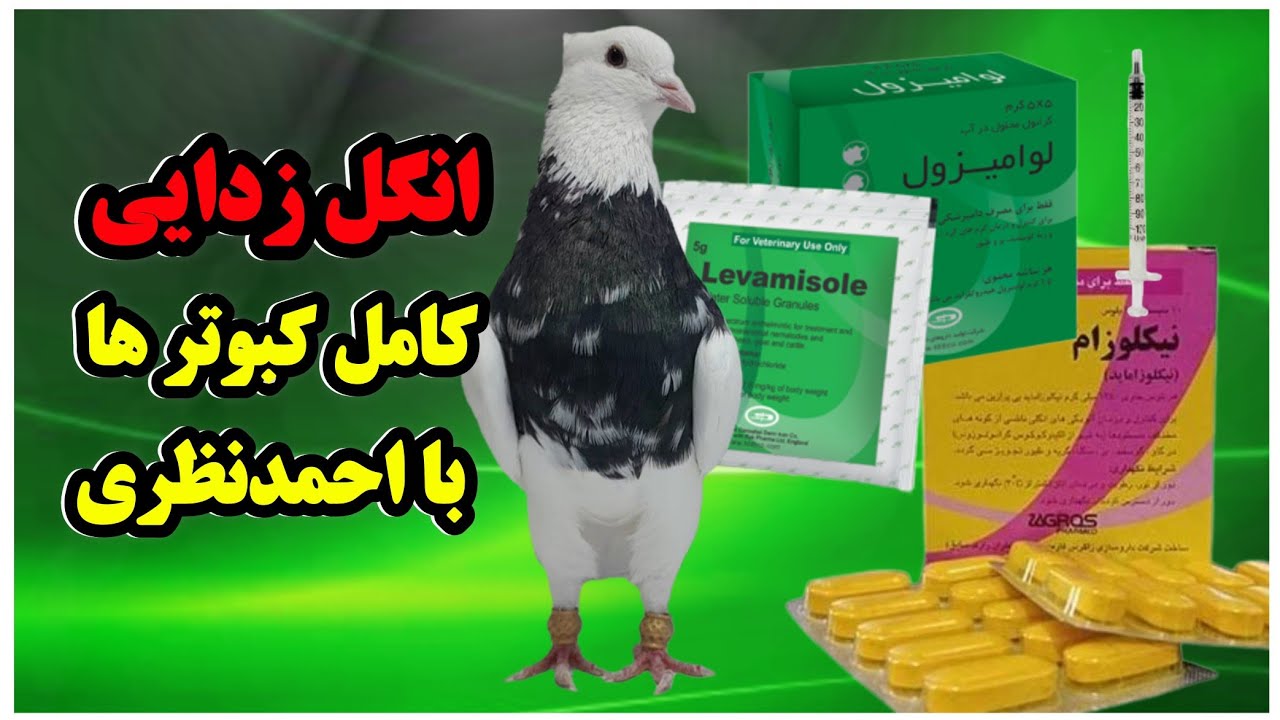 طریقه انگل کشی کبوتر با احمدنظری @Pigeon_stories