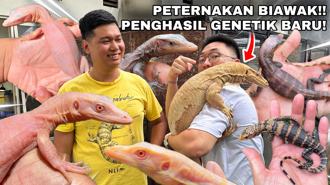 GREBEK PETERNAKAN BIAWAK PENGHASIL GENETIK UNIK, ANEH, DAN BARU! JURASSIC PARK DI DUNIA NYATA