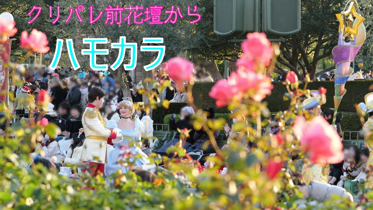 ディズニー・ハモニー・イン・カラー【クリパレ前花壇から】