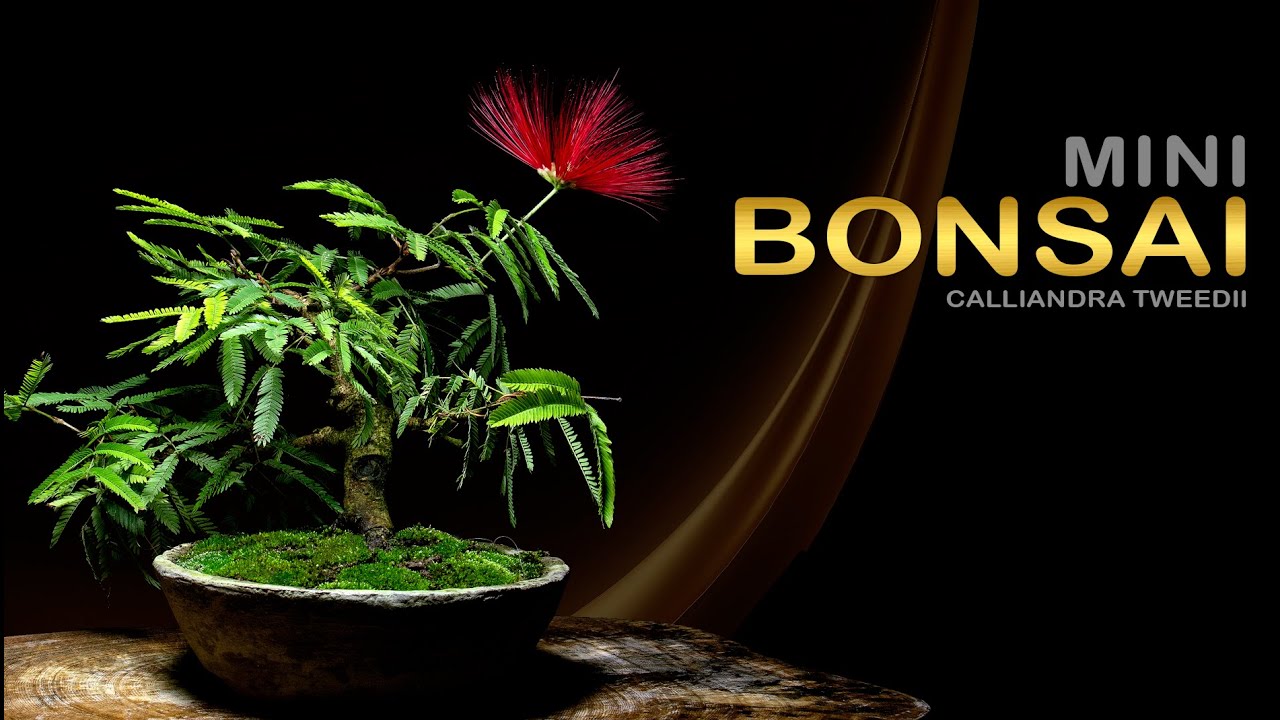 Мини-Калияндра &ndash; Маленькие Обрезки, Большой Уход: Bonsai SP