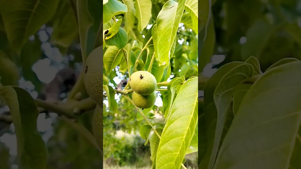 The New season Green walnut| District upper kohistan kpk #youtubeshorts #shortsvideo #walnut #kpk