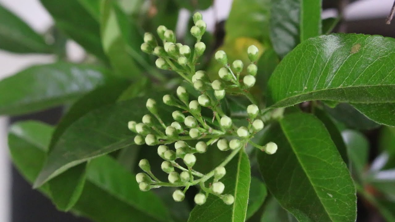 La Pyracantha