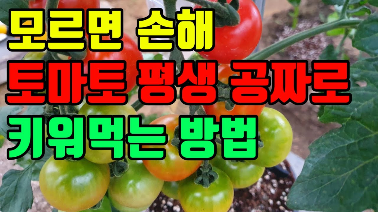 공짜로 배부르게 평생 방울토마토 키워 먹는 방법 수확하는 방법