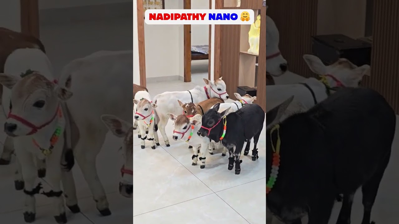 😍World's Shortest Cattle -Nadipathy Cattle | Recreated By Dr P Krishnam Raju | Nadipathy Goshala |