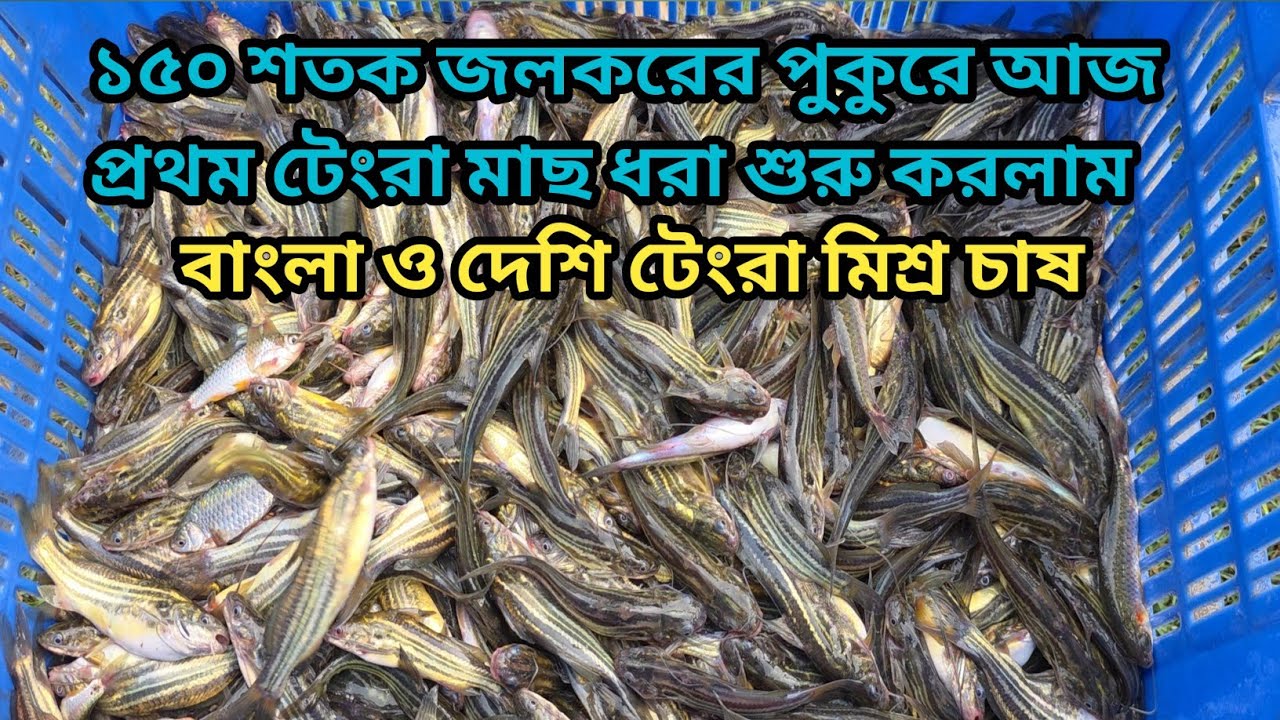 ১০/০৯/২৫ আজ আমাদের ১৫০ শতক জলকরের একটি পুকুর থেকে দেশি টেংরা মাছ ধরা শুরু করলাম