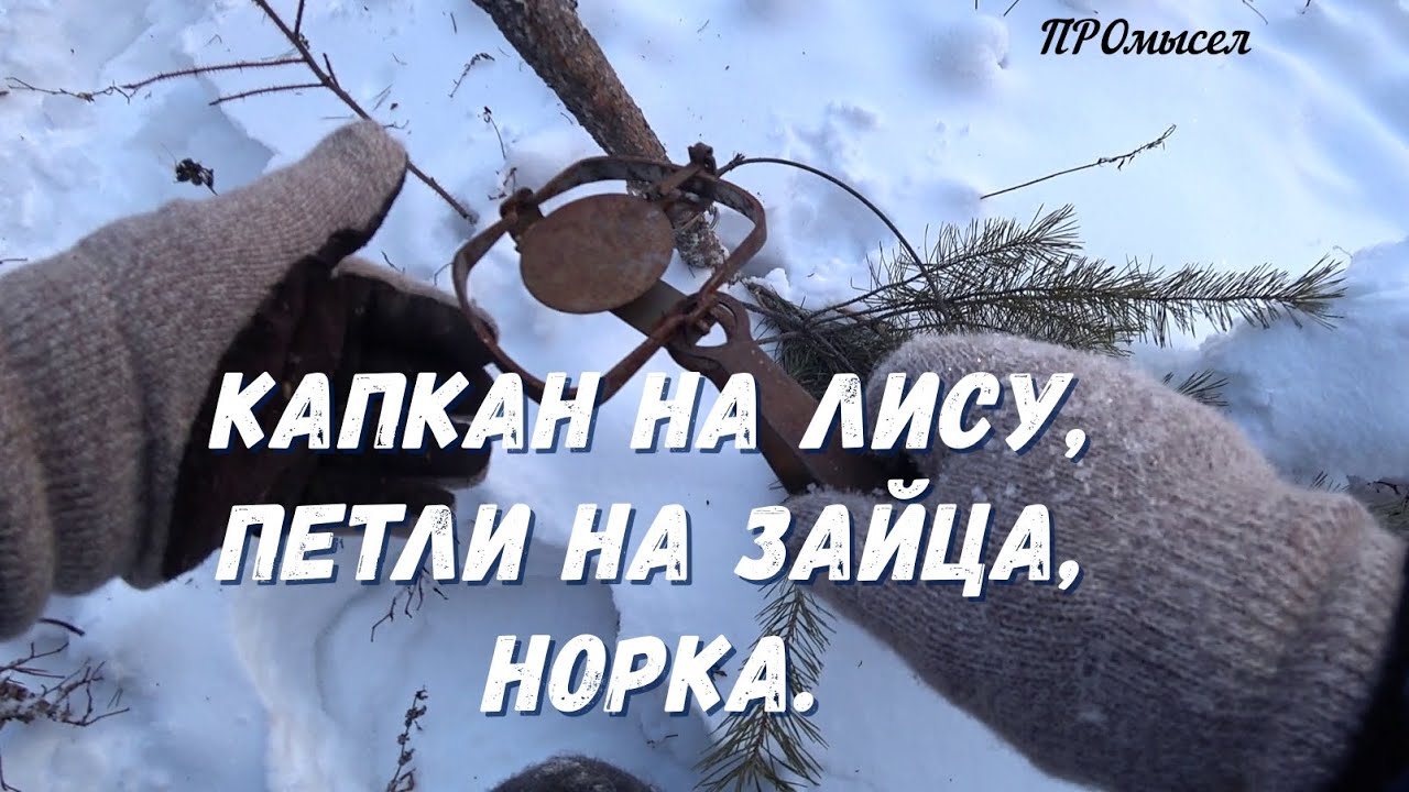 Лисий капкан на подрезку.Петли на зайца.