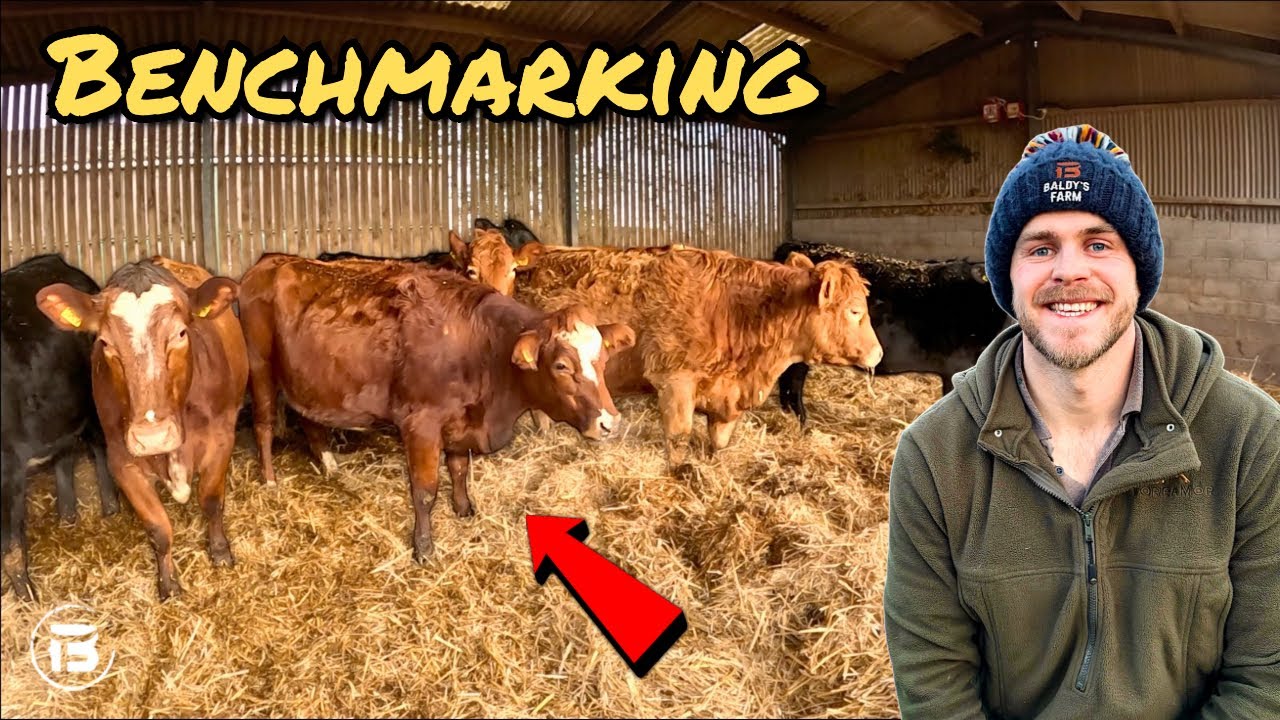 Beef Benchmarking Farm Walk | Mchale Straw Shredder Breakdown | Who’s Cows Do You Prefer?
