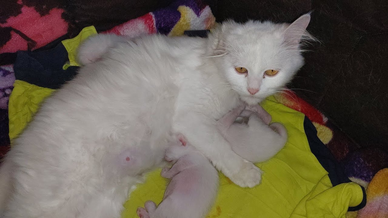 Newborn Kittens Are Holding Mama Tight