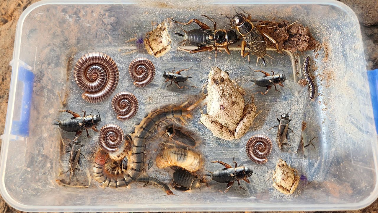 Catch frogs, crickets, snails, worms, and other insects in the fields in the evening.