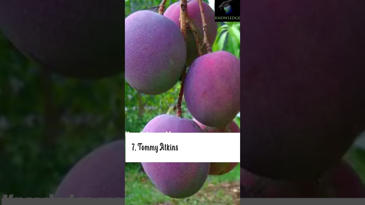 Top 10 rare mango in the world 🌎💯/most rareango in the world #short#viral /#most rare mango