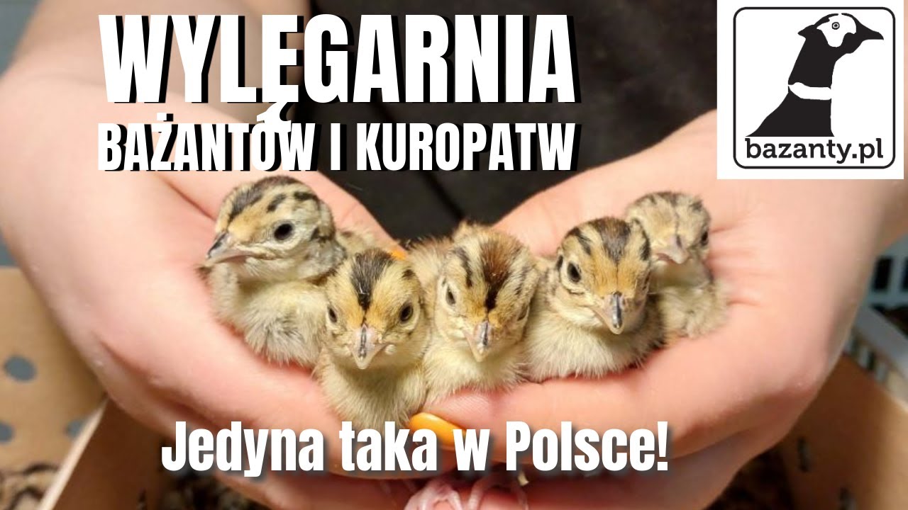 Wylęgarnia bażantów i kuropatw. Hodowla w Klonie - bazanty.pl