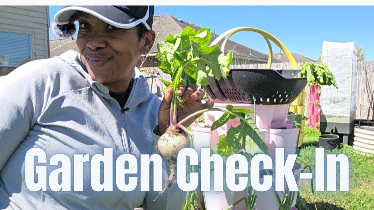 “Harvesting Herbs & Strawberry Updates | Relaxing Garden Walk in My Texas Garden”