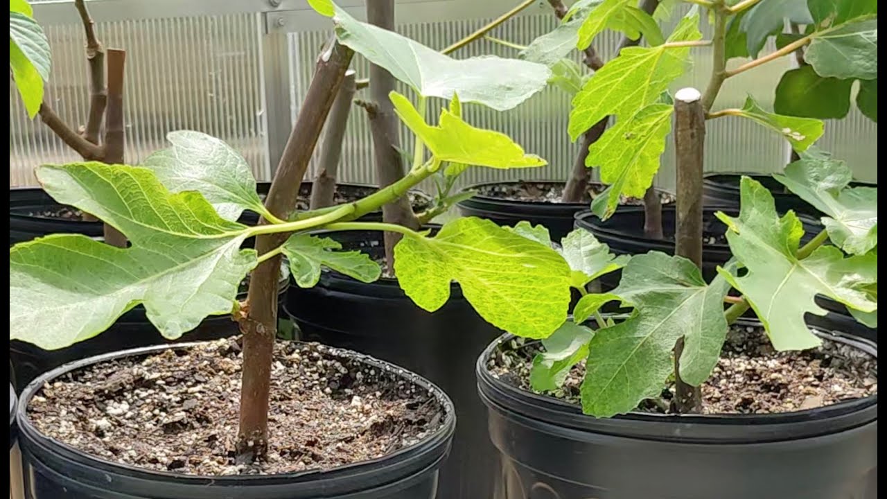 Growing Figs in a Greenhouse: Recovering from Cold Damage + Shade Cloth