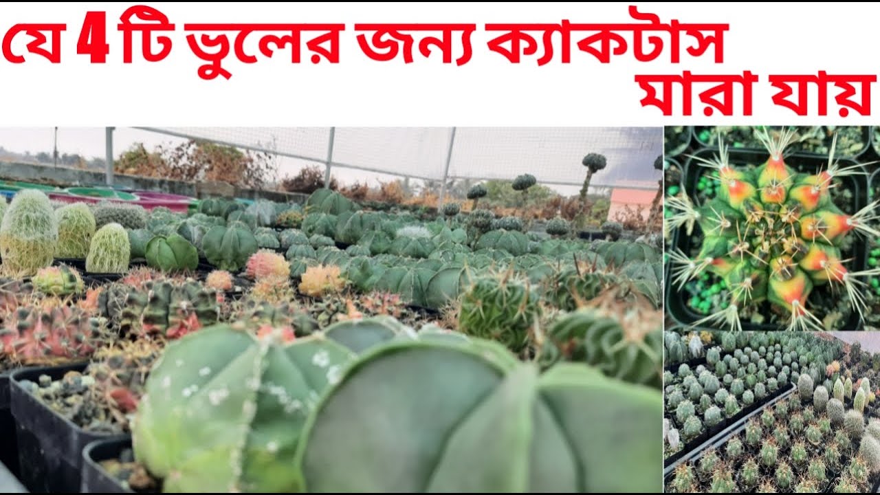 ছাদ বাগানে ক্যকটাস বাঁচিয়ে রাখার 4 টি গোপন রহস্য। খুব সহজে ক্যকটাস গাছ গ্রো করার উপায়