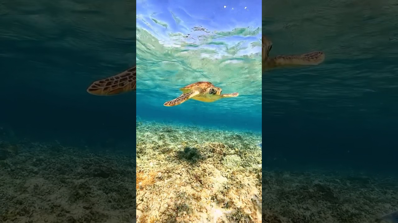 Oceano vibrante revela sua beleza com &aacute;guas cristalinas, cardumes de peixes coloridos e corais