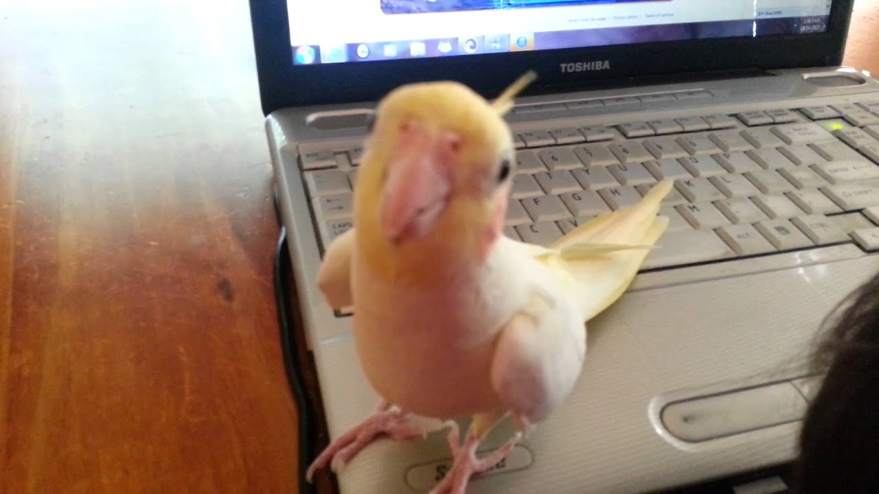 Cockatiel Singing Bridge Over the River Kwai Whistling Bird