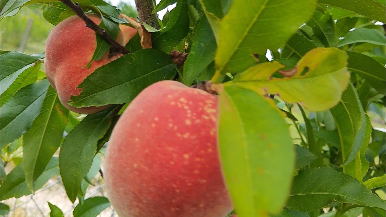 Florida king peach review