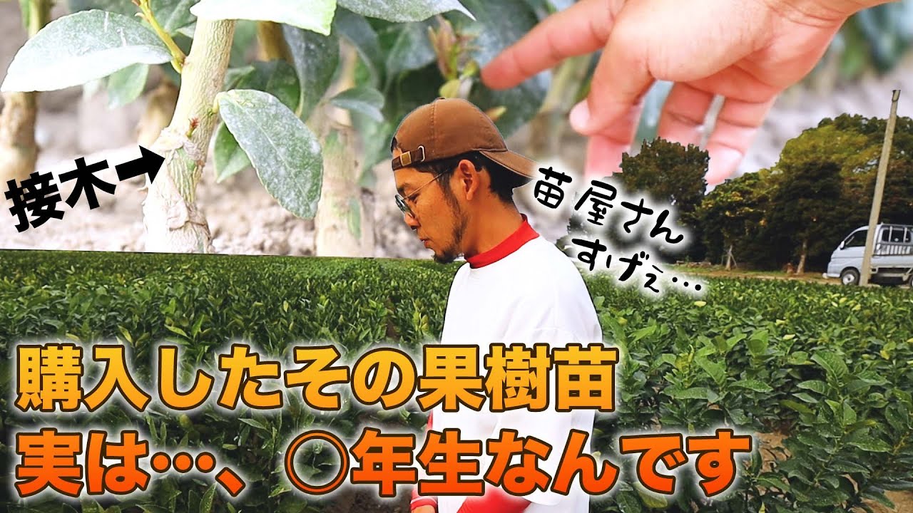 購入した苗はどのようにできるのか？　柑橘類、梅、桃、柿、ブドウ、その他