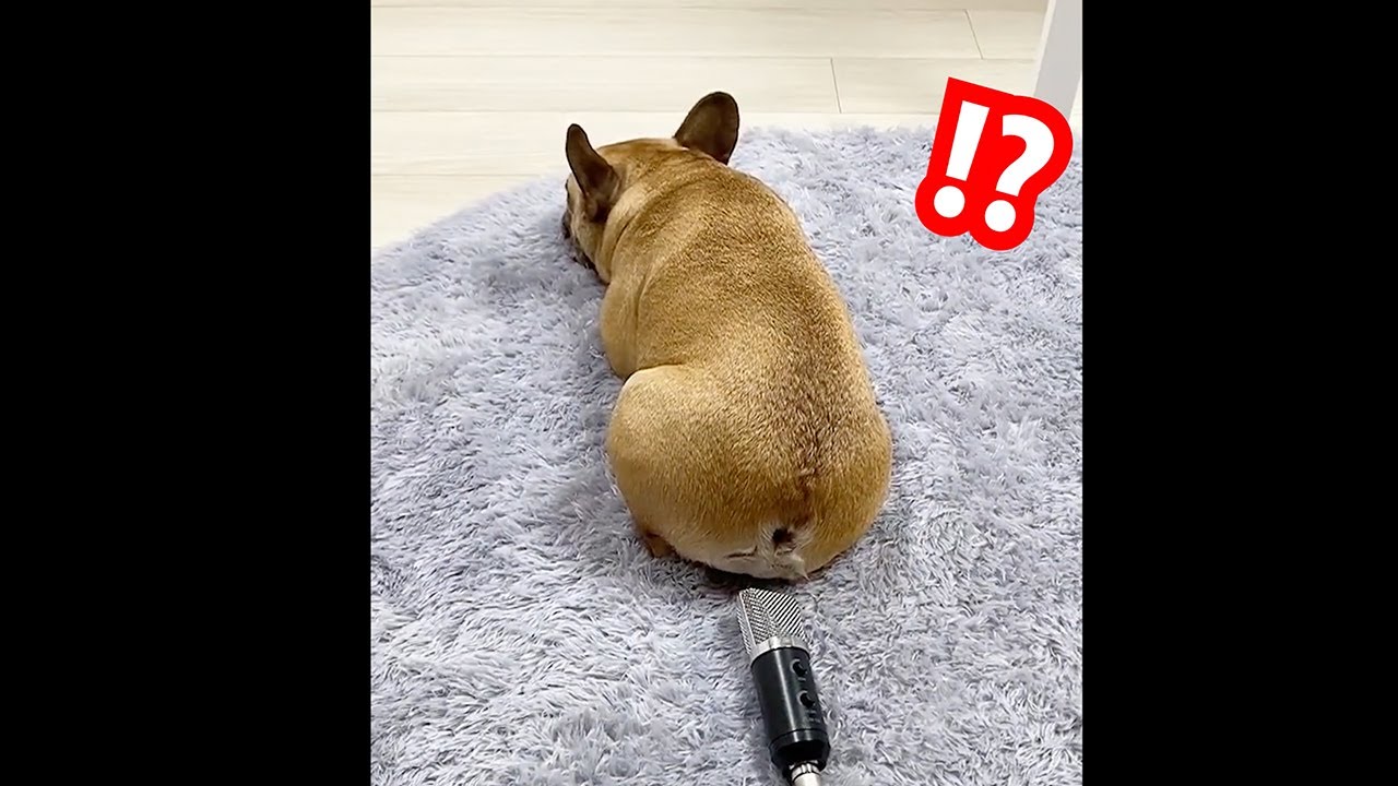[動物おもしろ動画]自分のオナラにびっくりする犬　メトロノームの全ての音に驚く猫ちゃん　ねこちゃん犬ちゃんのおもしろ可愛い動画集
