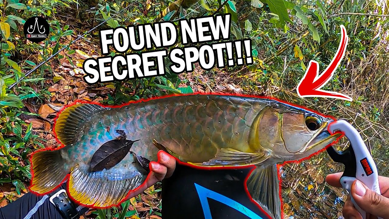 This New Fishing Spot Is FULL OF FISH!!! | AROWANA | TOMAN | - EP64
