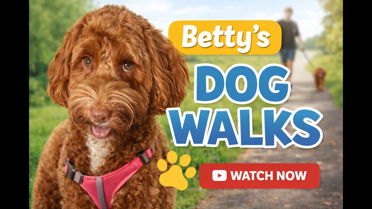 Betty the Australian Labradoodle: Wyndham Park (Grantham)