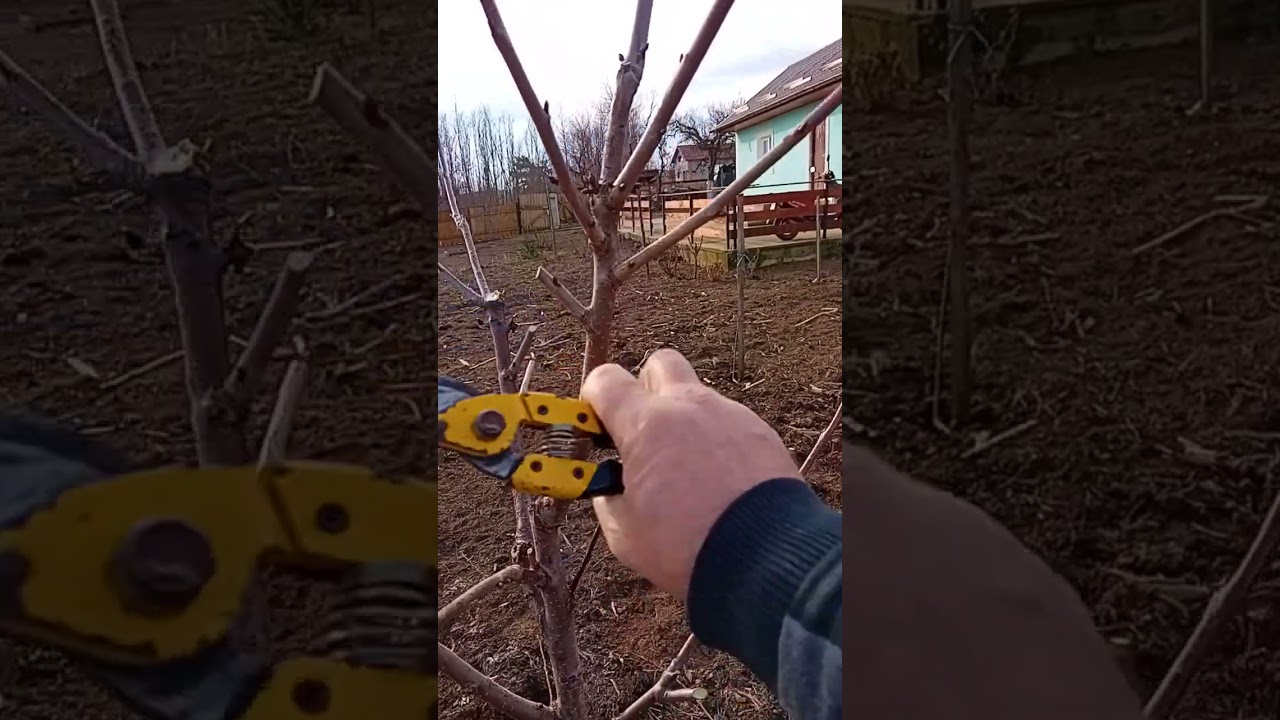 Formare coroană la cireș anul doi