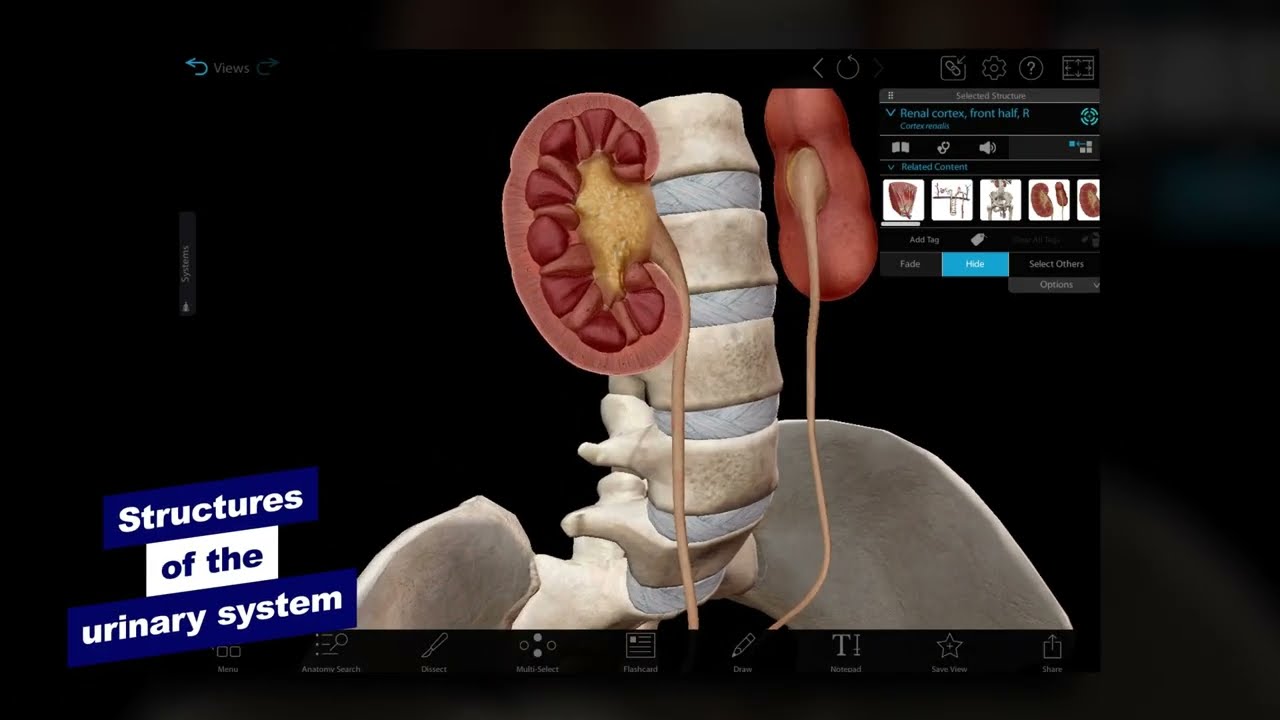 Visible Body | A Virtual Tour of the Male and Female Urinary Systems