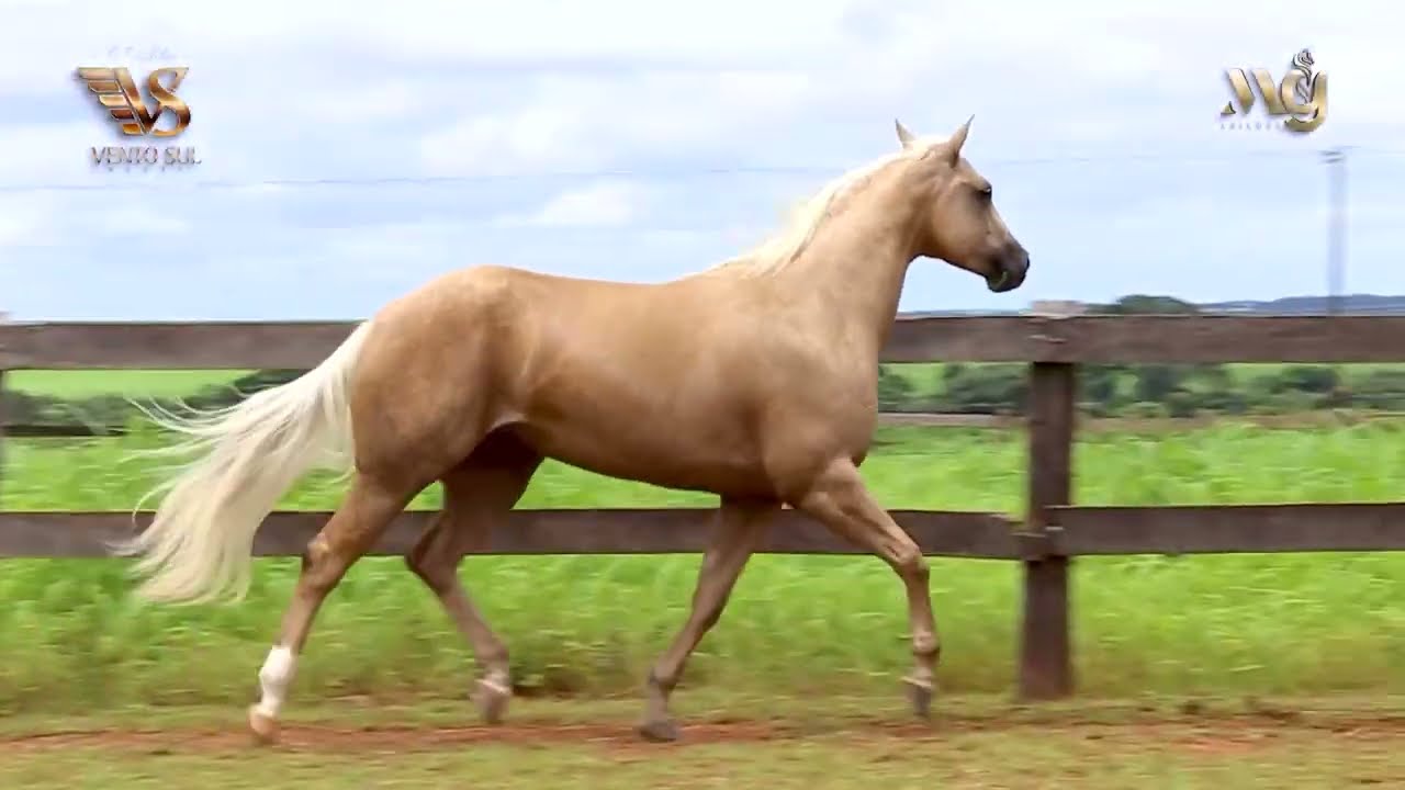 04 FLICKA CHEX SANBELL