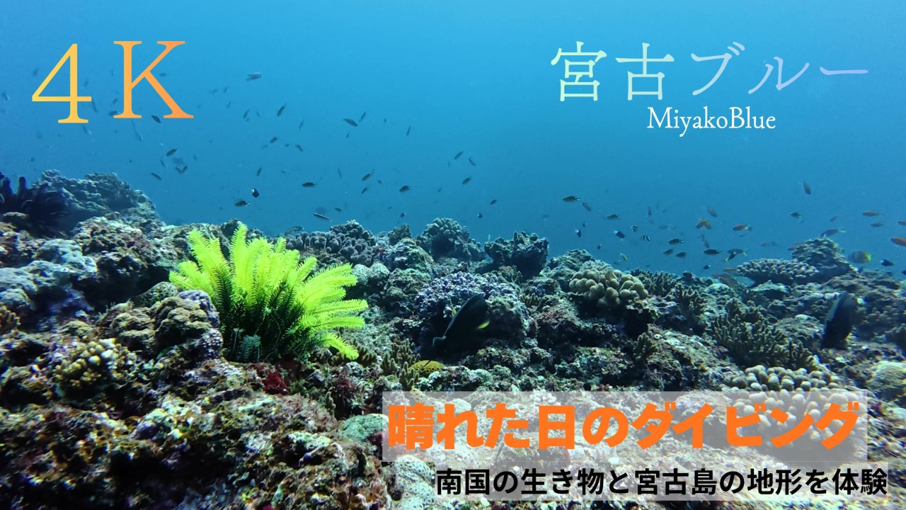 【宮古島ダイビング】晴れた日の宮古ブルーと南国の魚はとても綺麗だった