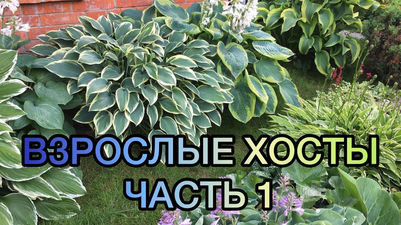 Взрослые хосты в моём саду. Часть 1