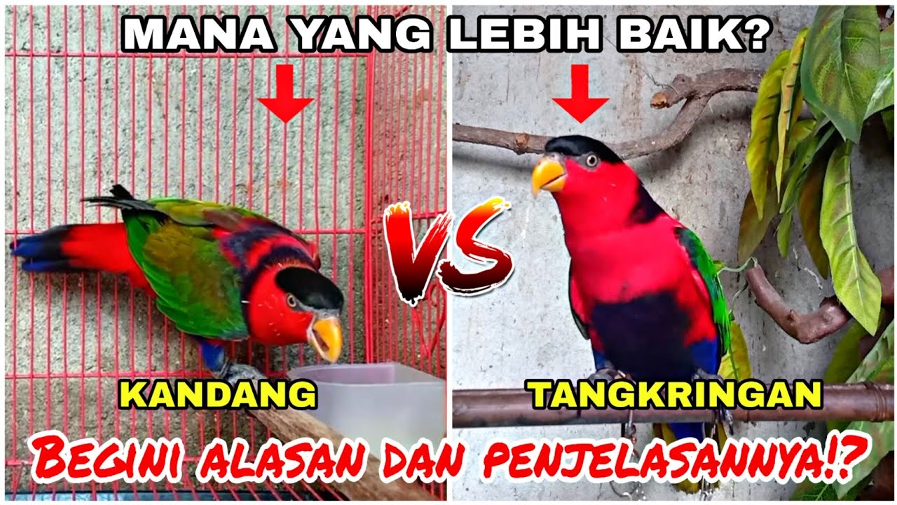 Cara merawat dan menjinakkan burung nuri kepala hitam yang benar, Pemula wajib tonton!!!