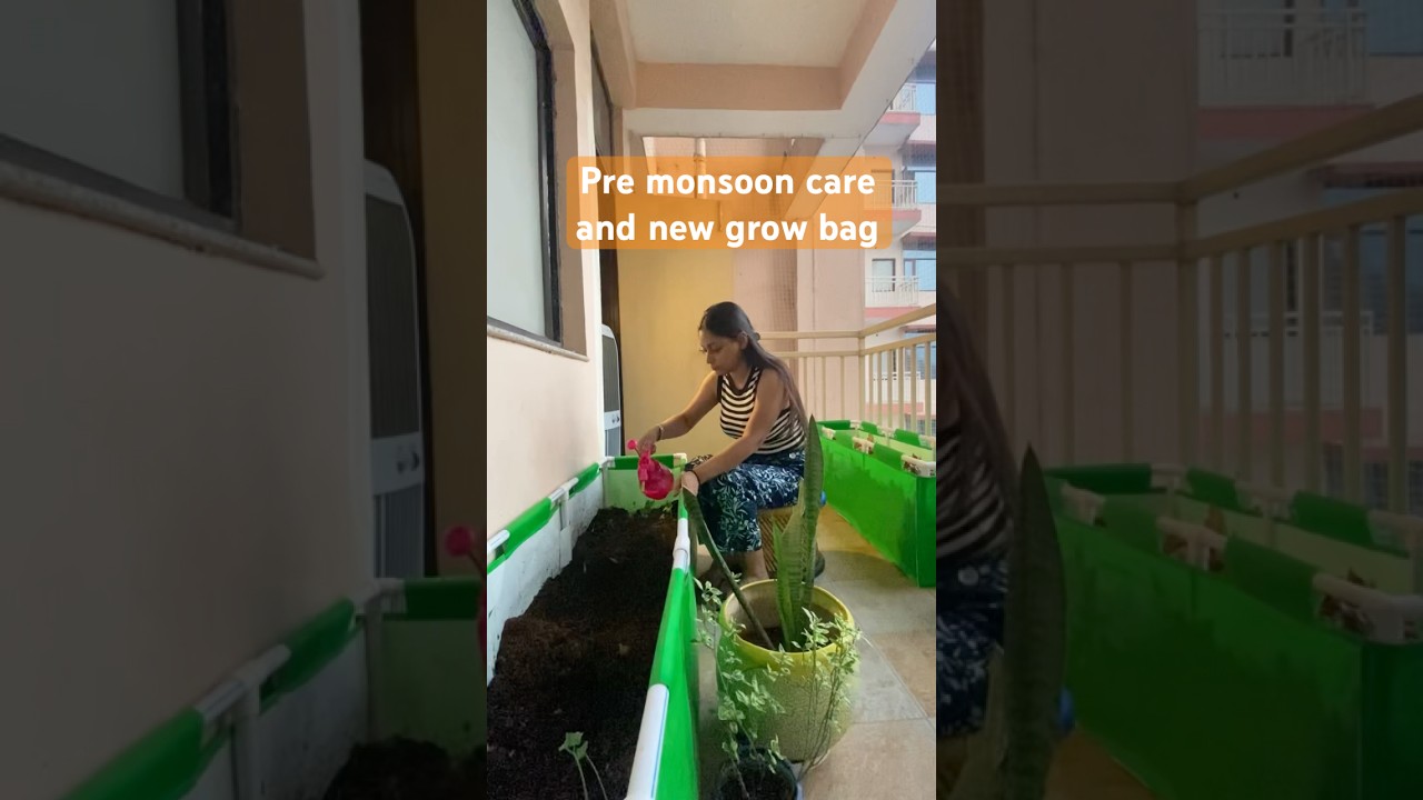 Pre monsoon care and new grow bag #gardening #plants #growbag #organicgardening #diygardening