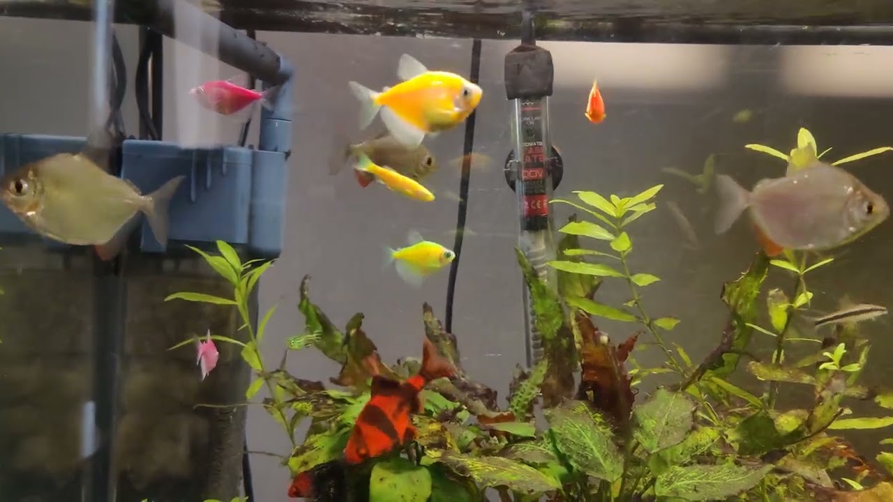 Silver dollars eat most plants
