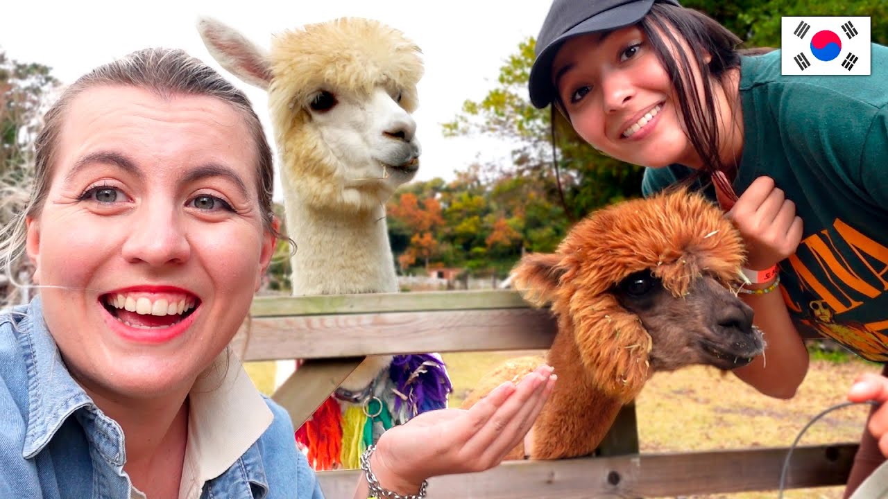 24H SUR L'ÎLE DE JEJU EN CORÉE AVEC NOUS (et les animaux) 🇰🇷