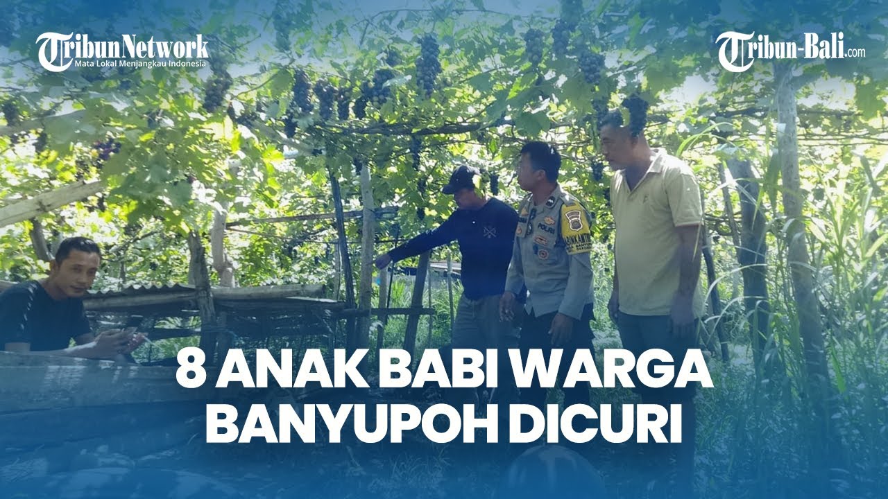 2 Kandang Babi Warga Banyupoh Buleleng Bali Dibobol Maling Dalam Semalam, 8 Anak Babi Raib