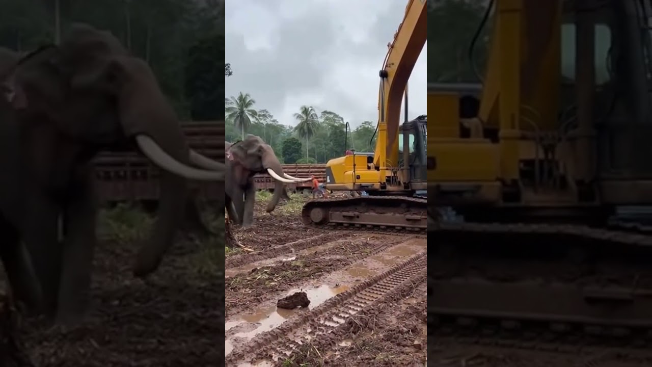 Giant Elephant Attacks Excavator at Logging Site | Shocking Wildlife Encounter 😱 #shorts #viral