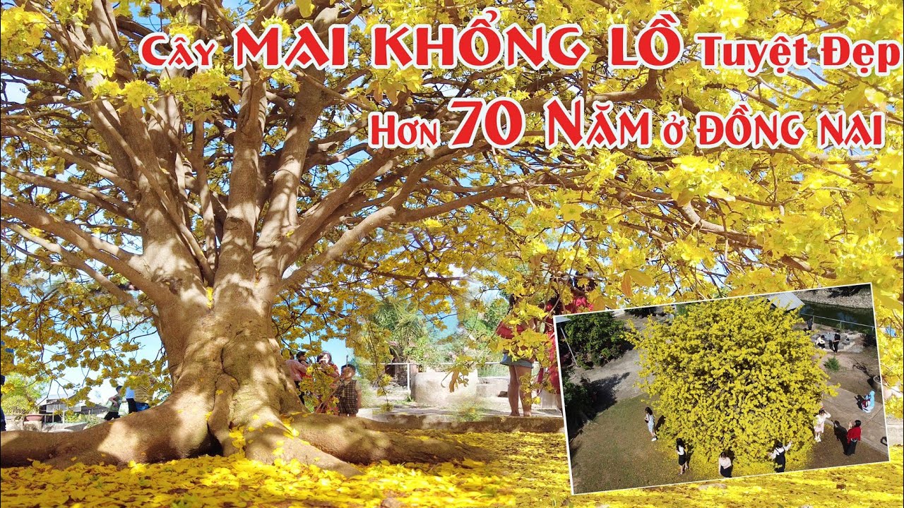 MAI VÀNG KHỔNG LỒ Tuyệt Đẹp hơn 70 NĂM | Gặp HỎI CHUYỆN NGƯỜI TRỒNG| TÂN PHÚ | ĐN | @NgườiViệtnam2040