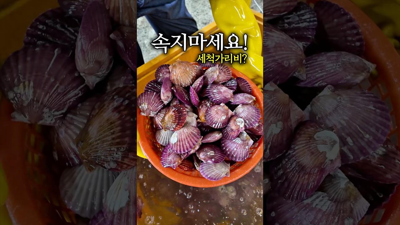 이게 진짜 세척가리비입니다!