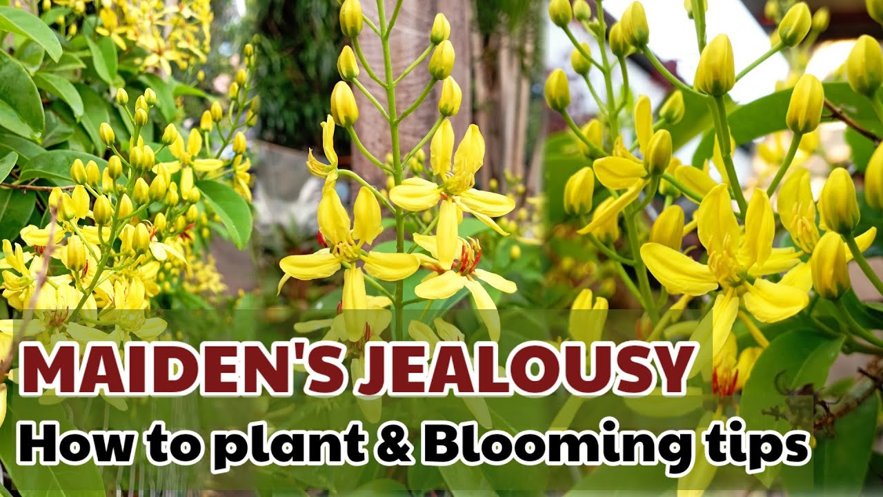 Maiden's Jealousy / Australian Gold Vine / how to plant and blooming tips