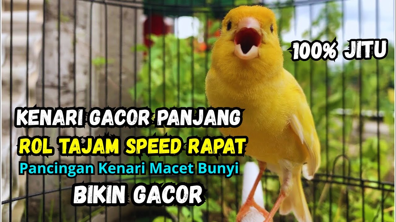 Kenari gacor NGEROL PANJANG cocok untuk PANCINGAN KENARI PAUD bikin BURUNG KENARI GACOR PANJANG
