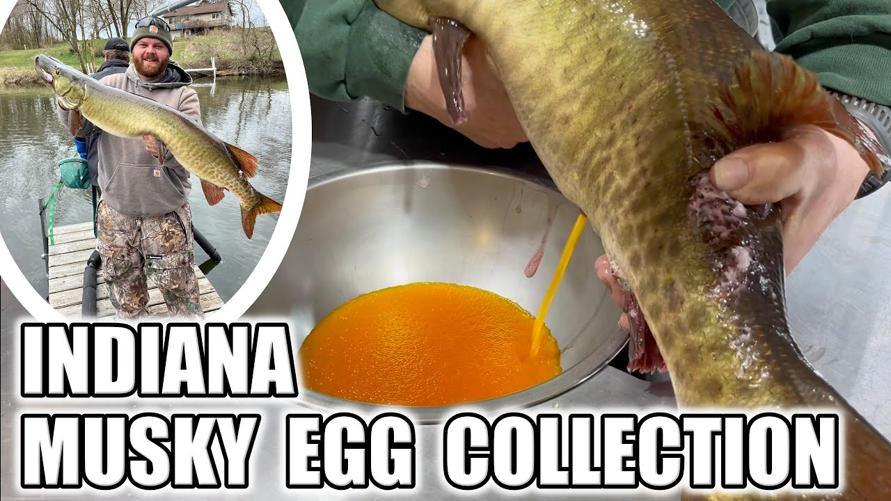 Indiana DNR Musky Egg Collection! (47 Muskies)