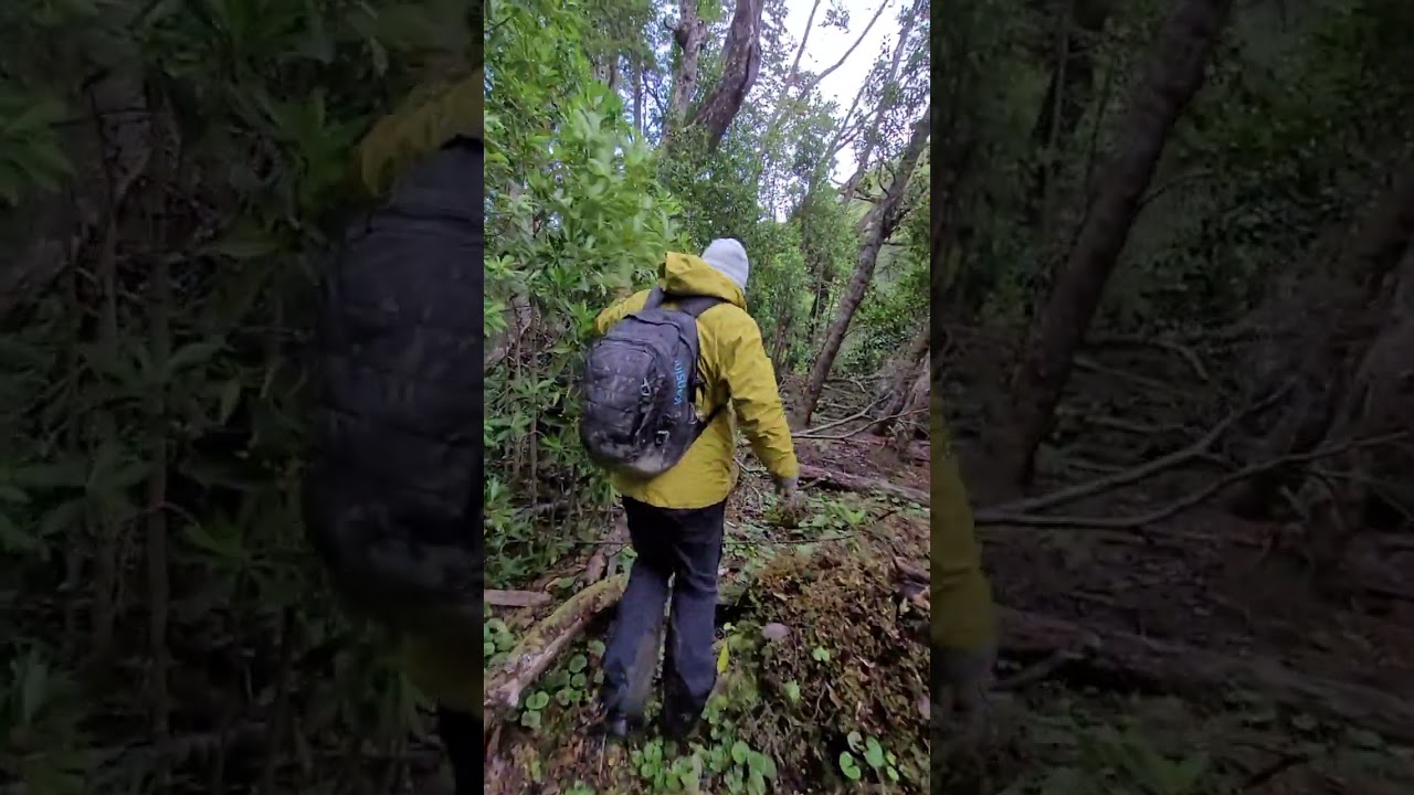 Camino a la cascada de Río Caleta 