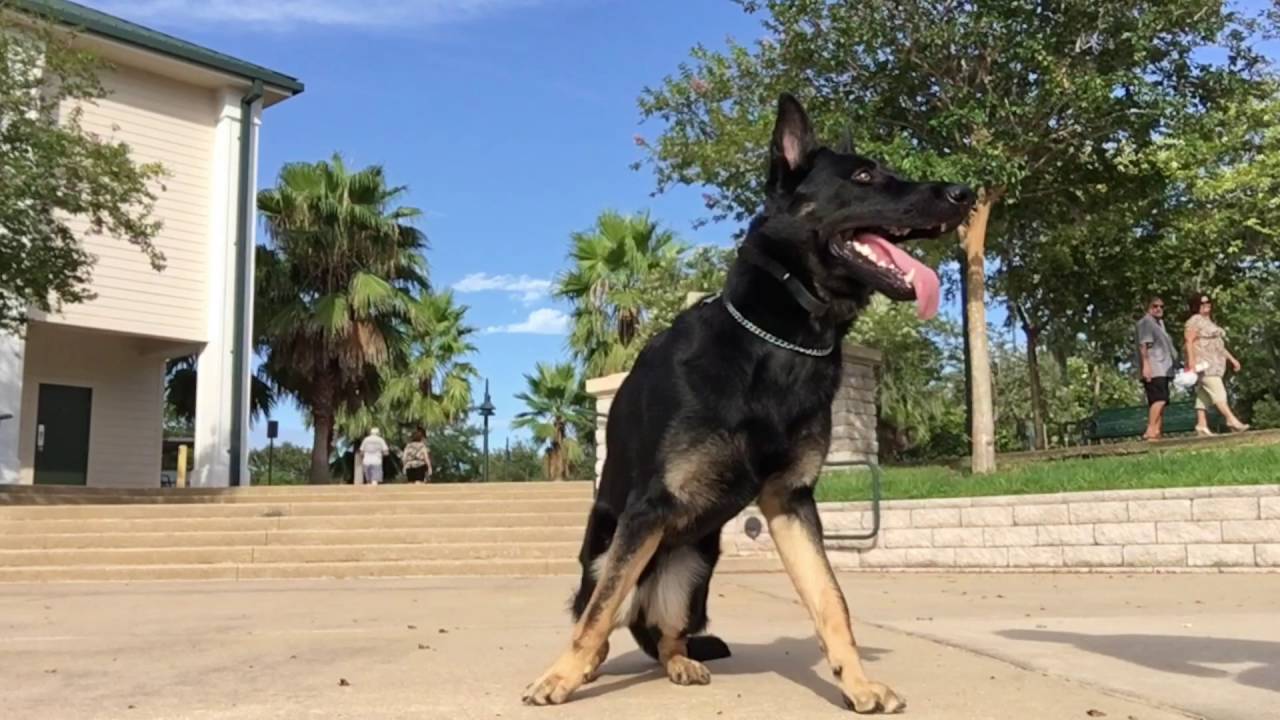 10 Month Old German Shepherd 