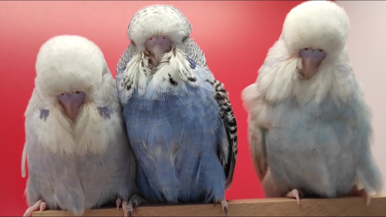 Show Jumbo Muhabbet Kuşu Yuvalık Açılışı & Genel Durum