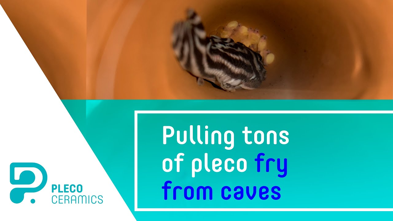 Pulling tons of pleco fry from caves