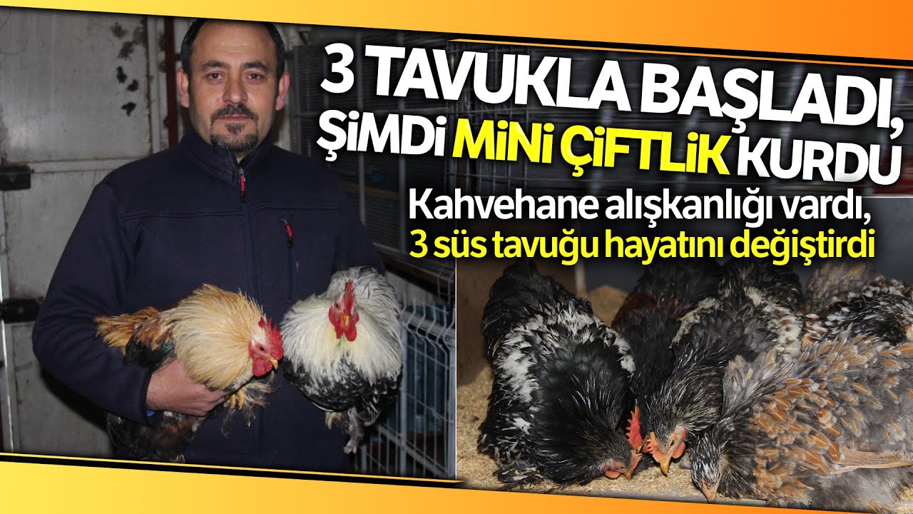 Kahvehane Alışkanlığı Vardı, 3 Süs Tavuğu Hayatını Değiştirdi