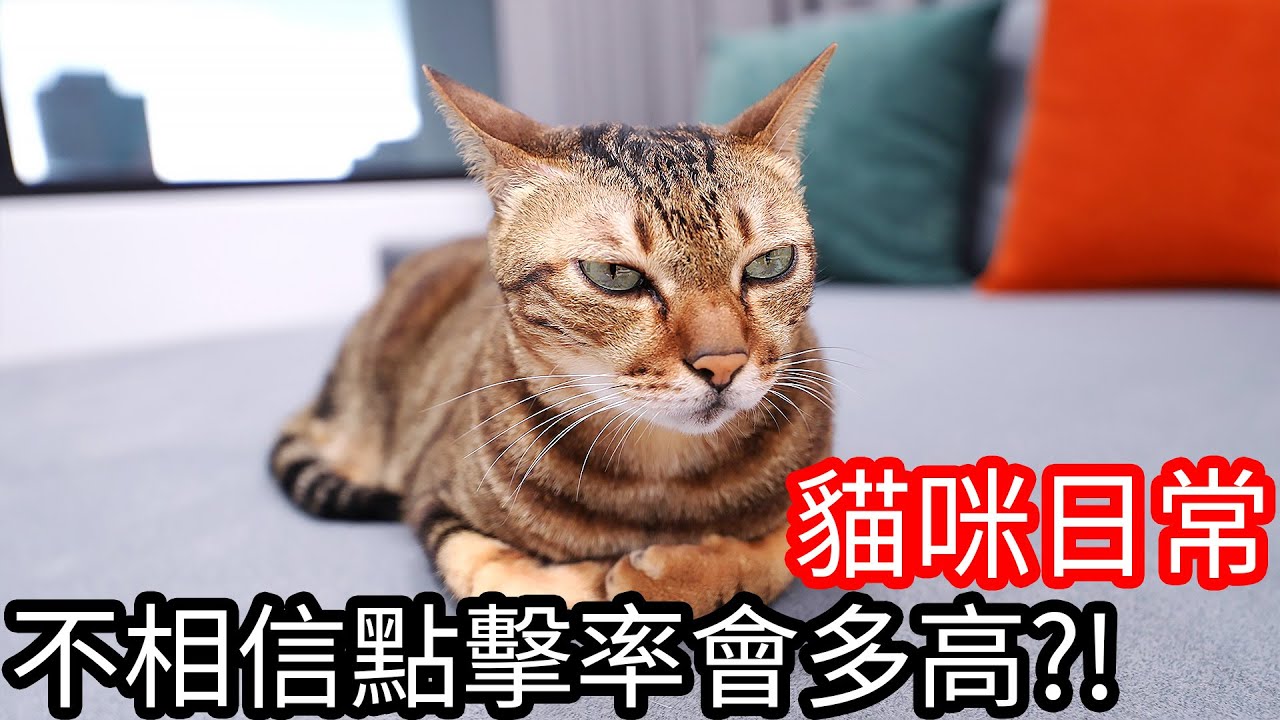 【阿金生活】貓咪日常#5 不相信點擊率會有多高!?
