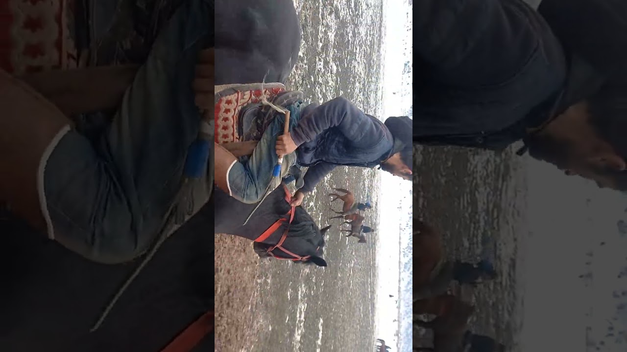 МУСОБИКАИ БУЗКАШИ ДАР Д.САЁДИ Н.САНГВОР.1(Серя) давом дора....