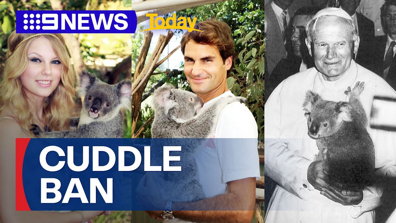 Koala cuddles banned at popular sanctuary | 9 News Australia